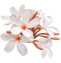 flower 1 1 1