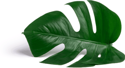 about leaf 1 1